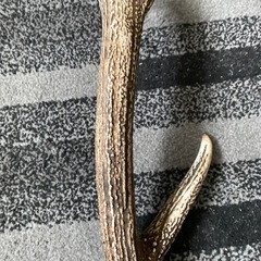天然鹿の角1の画像