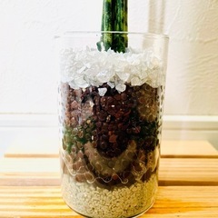 サンスベリア　ミカド　観葉植物　ハイドロカルチャーの画像