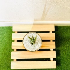 サンスベリア　ミカド　観葉植物　ハイドロカルチャーの画像