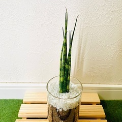 サンスベリア　ミカド　観葉植物　ハイドロカルチャーの画像