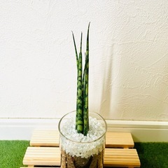 サンスベリア　ミカド　観葉植物　ハイドロカルチャーの画像