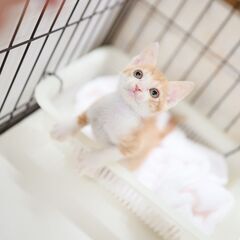 人間が大好きキレイな顔立ちの茶白の子猫