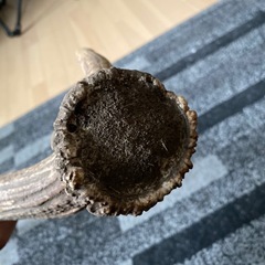 天然鹿の角2 の画像