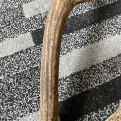 天然鹿の角2 の画像