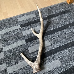 天然鹿の角2 急ぎの出品です