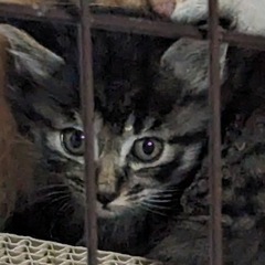 長毛 キジトラちゃん 検討中