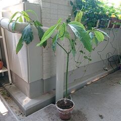 アボカドの木