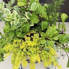 🌱寄せ植え🌱