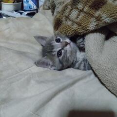 子猫3匹生後一ヶ月半