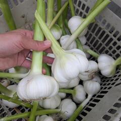 無農薬　生にんにく