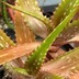 ランキングキーワードに紐づく投稿画像-多肉植物