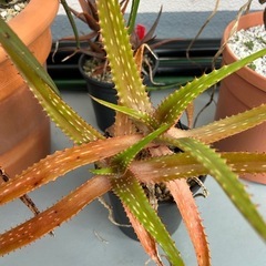 Aloe butiabana    の画像