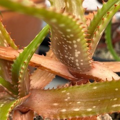 Aloe butiabana    の画像