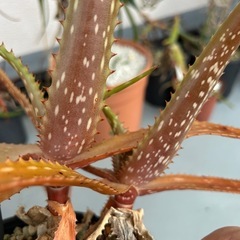 Aloe butiabana    の画像