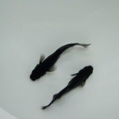 オロチ　めだか　卵、針子、稚魚　