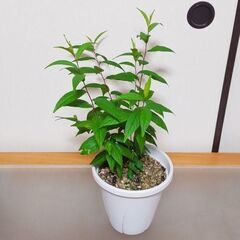 観葉植物2　ユスラウメ（赤実）の挿し木苗　45センチ