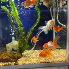 金魚　オランダ