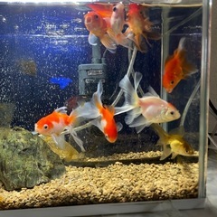 金魚　オランダ