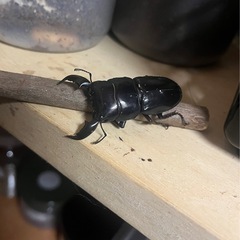 国産　　外国産クワガタ