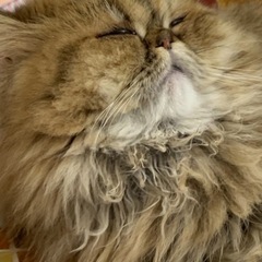 ペルシャ猫(里親様募集)