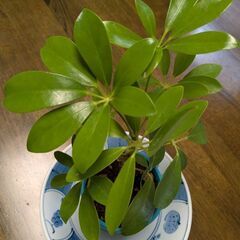 シェフレラ①　観葉植物