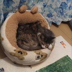 猫  譲ります