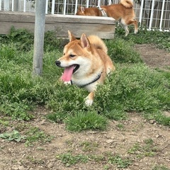 元気でやんちゃの男の子です