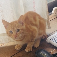 至急！子猫2匹の里親さん募集！1匹ずつ譲渡可能です