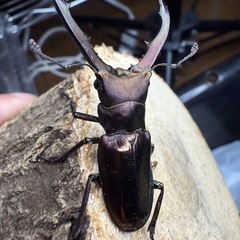 メタリフェルホソアカクワガタ 亜種フィナエ ペア①