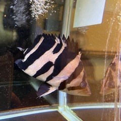 ダトニオ ボルネオタイガーセミショート 尾鰭特殊個体
の画像