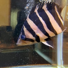 ダトニオ ボルネオタイガーセミショート 尾鰭特殊個体
の画像