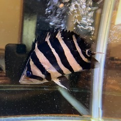 ダトニオ ボルネオタイガーセミショート