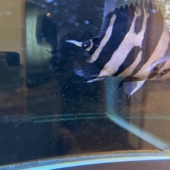 ダトニオ ボルネオタイガーセミショート 尾鰭特殊個体
の画像
