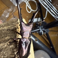メタリフェルホソアカクワガタ 亜種フィナエ ペア②