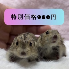 ⭐️ステップレミング⭐️980円