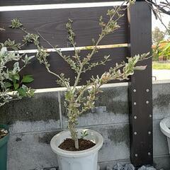斑入りハイビスカス