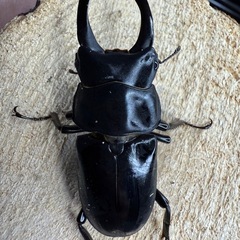 ネパールコクワガタ ペア