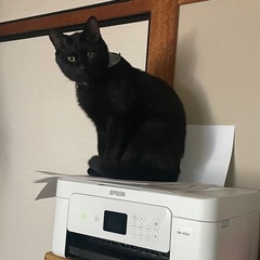 猫　3歳