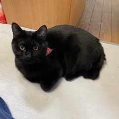 猫　3歳