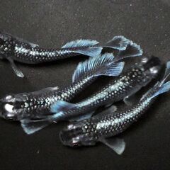 🎏【ミッドナイトフリル ラメ】✨１ペア＋１匹✨計３匹✨🎏