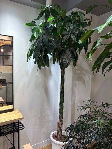 大きなパキラ観葉植物