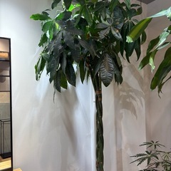 大きなパキラ観葉植物