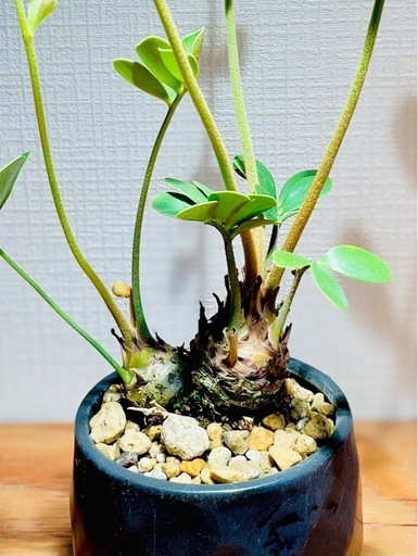 レア！2頭！美型！陶器鉢付き！インテリアとしても存在感抜群！珍しい観葉植物ザミア
