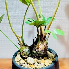 レア！2頭！美型！陶器鉢付き！インテリアとしても存在感抜群！珍しい観葉植物ザミアの画像