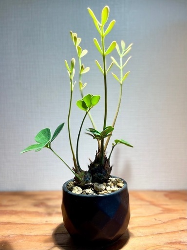 レア！2頭！美型！陶器鉢付き！インテリアとしても存在感抜群！珍しい観葉植物ザミア