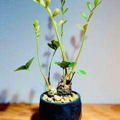 レア！2頭！美型！陶器鉢付き！インテリアとしても存在感抜群！珍しい観葉植物ザミアの画像