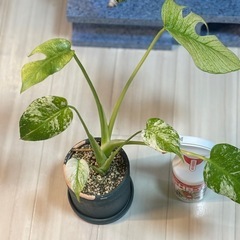 斑入りモンステラ　デリシオーサ　ミント