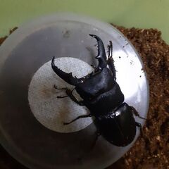 本土ヒラタクワガタ新成虫(オス／東京都福生市産)①