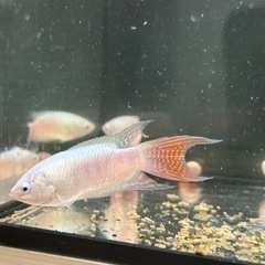琉球闘魚プラチナ系統ペア
