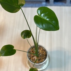実生　斑入りモンステラ　デリシオーサ　ダークミント　グリーンオン...